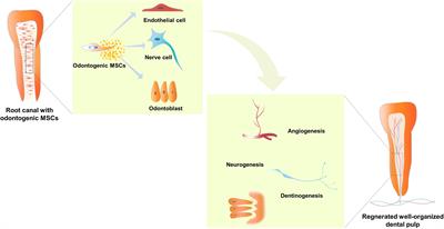 Microenvironment Influences Odontogenic Mesenchymal Stem Cells Mediated Dental Pulp Regeneration